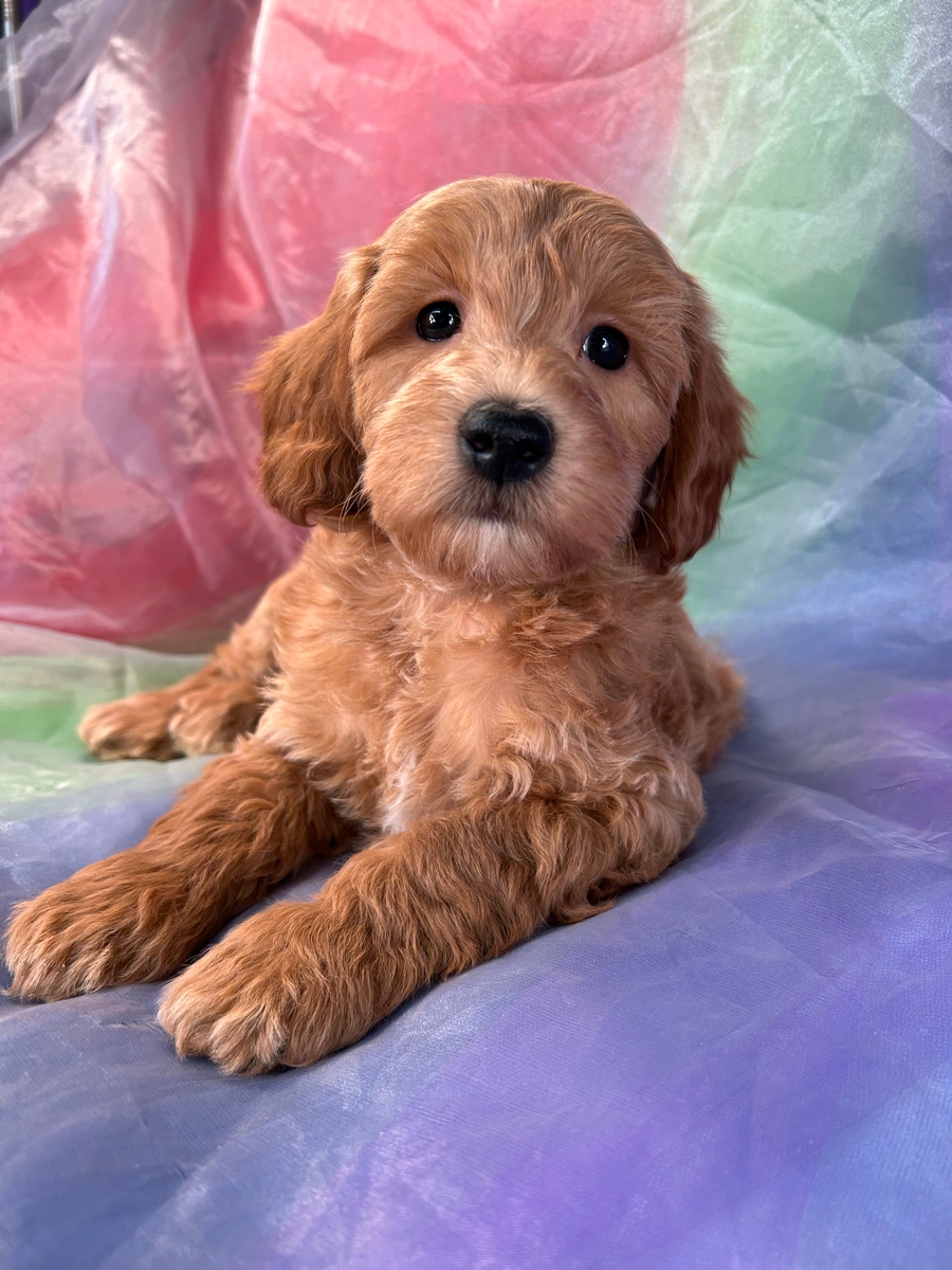 Male Schnoodle Puppy for Sale DOB 10-29-2022, $1200
